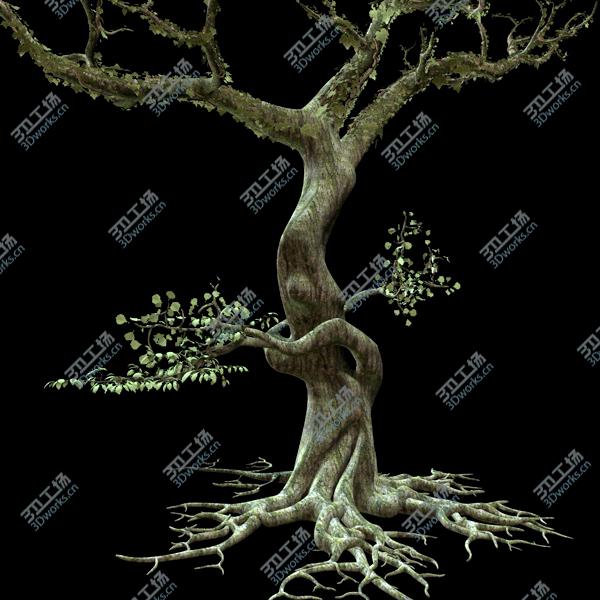 images/goods_img/2021040233/Secular Tree/3.jpg